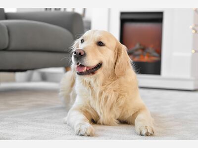 Is your dog licensed for 2022?